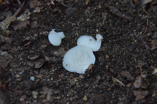 Crepidotus (Photo 3 of 4)