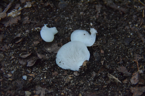 Crepidotus (Photo 2 of 4)