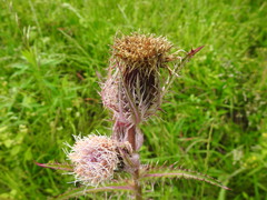 Cirsium horridulum vittatum