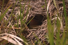 Erebia epiphron