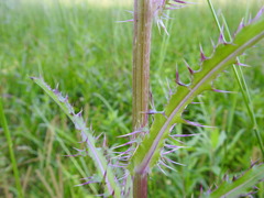 Cirsium horridulum vittatum