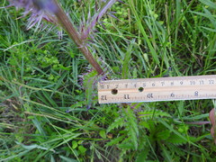 Cirsium horridulum vittatum