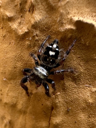 Bold Jumping Spider photographed in Minnesota