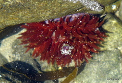 Phlyctenanthus australis