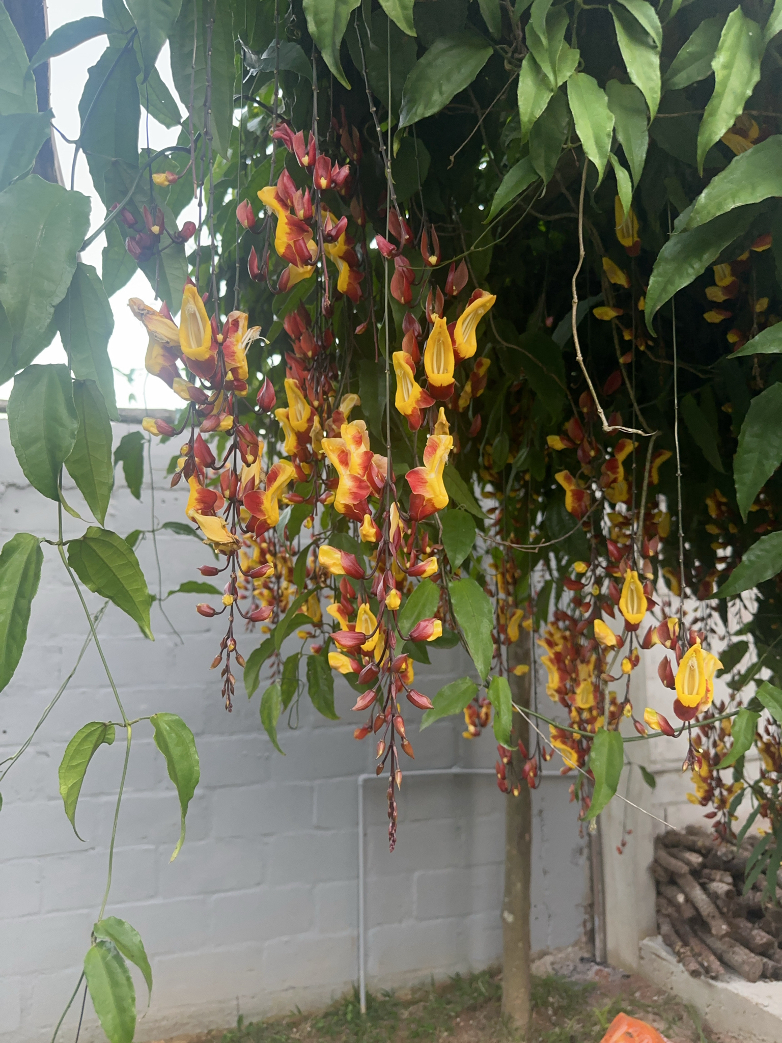 Thunbergia mysorensis