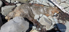 Arctocephalus