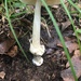 Poplar-loving Ringless Amanita - Photo (c) roundabout1812, some rights reserved (CC BY), uploaded by roundabout1812