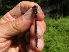 Somatochlora forcipata