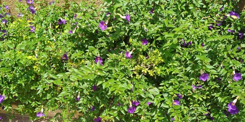 Thunbergia erecta image