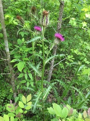 Cirsium horridulum vittatum
