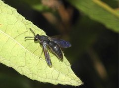 Anterhynchium flavomarginatum