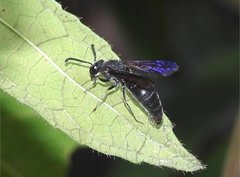 Anterhynchium flavomarginatum