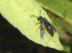 Anterhynchium flavomarginatum