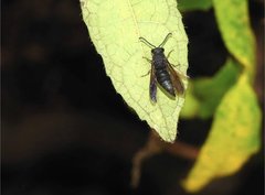 Anterhynchium flavomarginatum