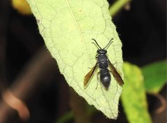 Anterhynchium flavomarginatum