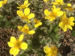 Geum glaciale
