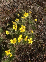 Geum glaciale