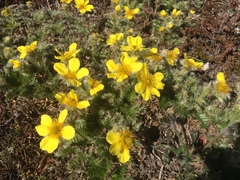 Geum glaciale