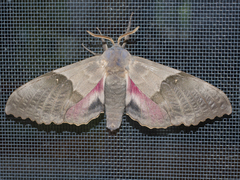 Modest Sphinx (Pachysphinx modesta) · iNaturalist