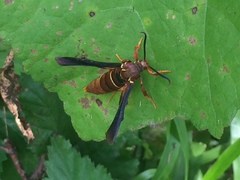 Vitacea polistiformis