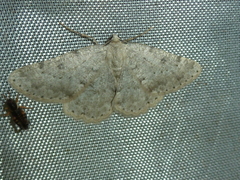 Charissa glaucinaria