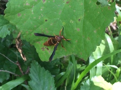 Vitacea polistiformis