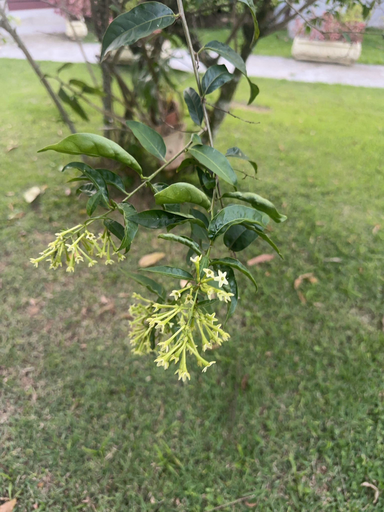 Cestrum nocturnum
