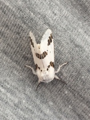 Euerythra trimaculata