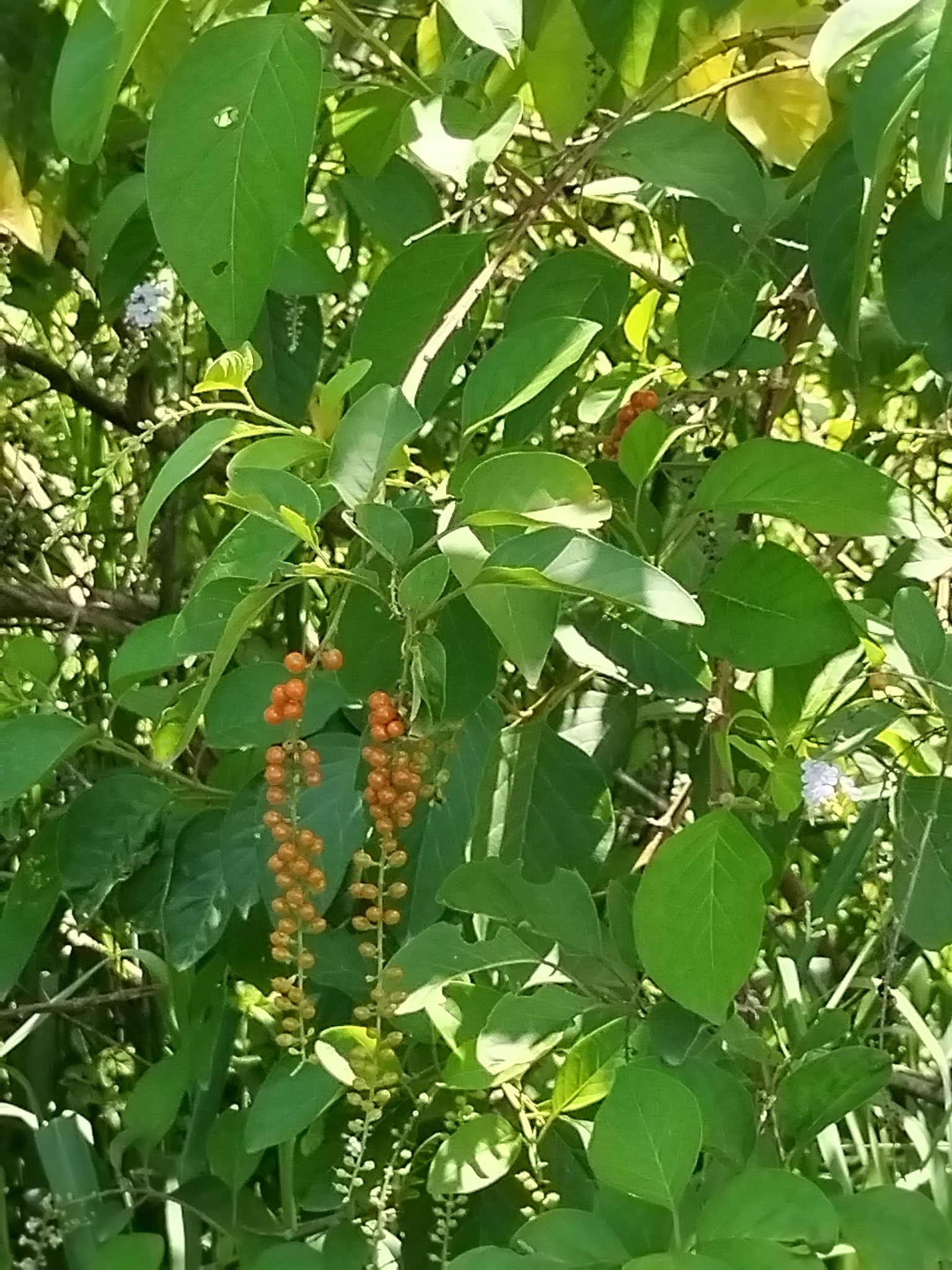 Citharexylum affine