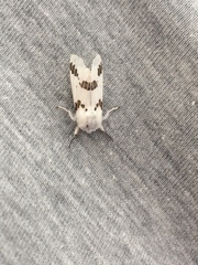 Euerythra trimaculata