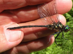 Somatochlora forcipata