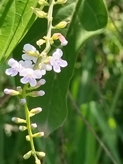 Citharexylum affine, photograph author not stated, no rights reserved