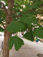 Ginkgo biloba