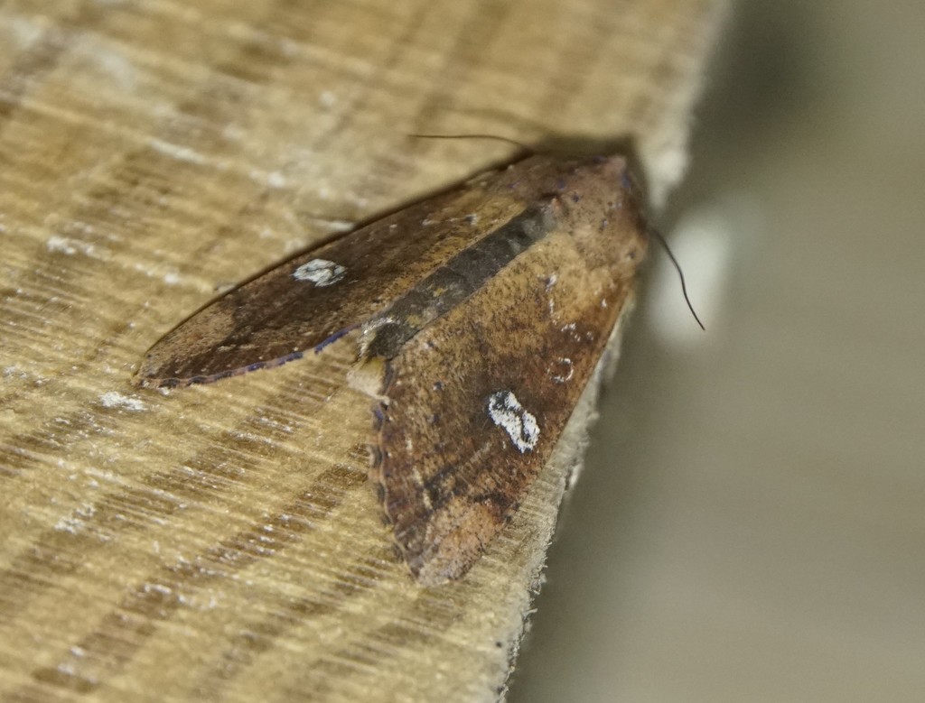 Tiracola grandirena