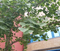 Ginkgo biloba