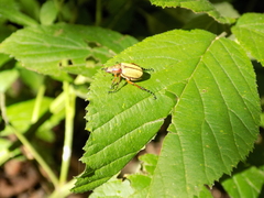 Macrodactylus angustatus