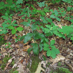 Aureolaria virginica