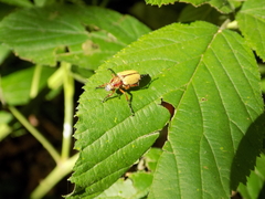Macrodactylus angustatus