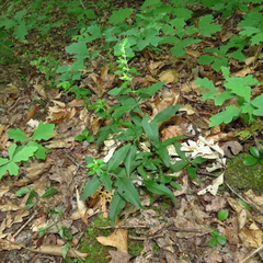 Aureolaria virginica