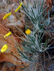 Euryops othonnoides