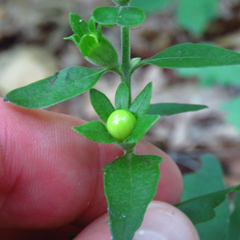 Aureolaria virginica