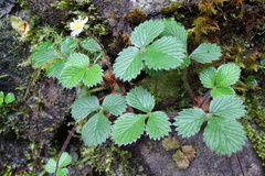 Fragaria hayatae