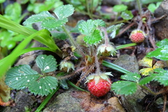 Fragaria hayatae