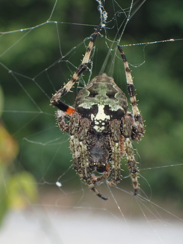 Giant Lichen Orbweaver