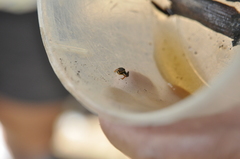 Eleutherodactylus iberia