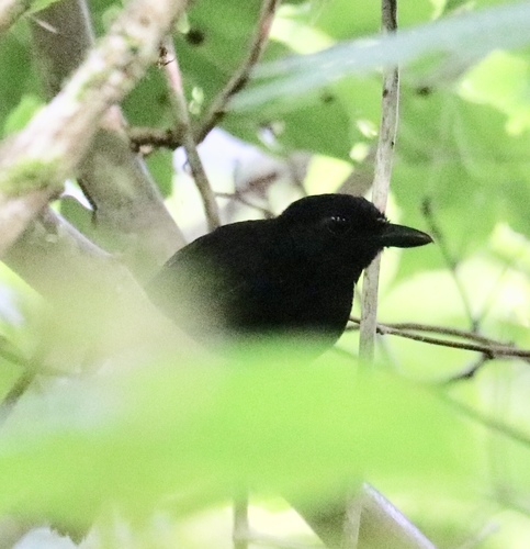 Cercomacra nigricans