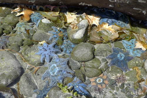 Carpet Sea Star, photo 6 of 10