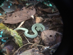 Bothrops bilineatus