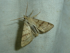 Charanyca apfelbecki