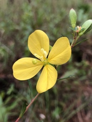 Ludwigia virgata
